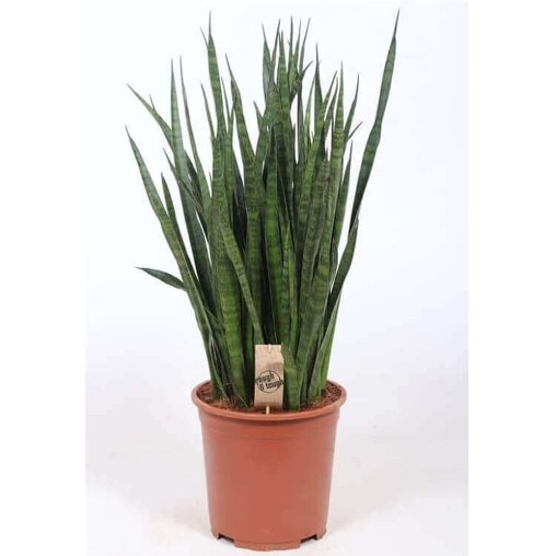 Sanseveria 'Kirkii'